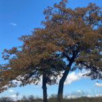 My Post (13)